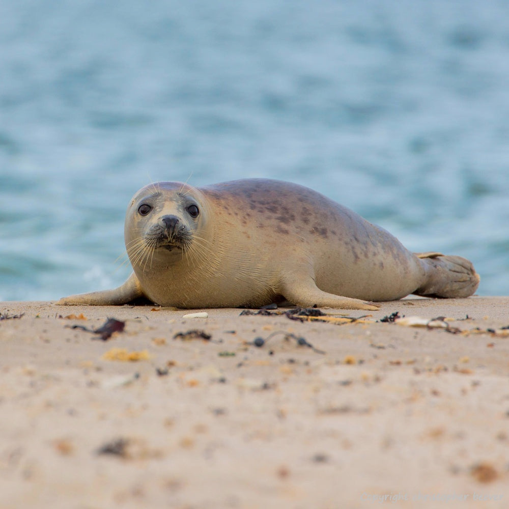 Square UK British Wildlife Art & Photography by Christopher Beever 31