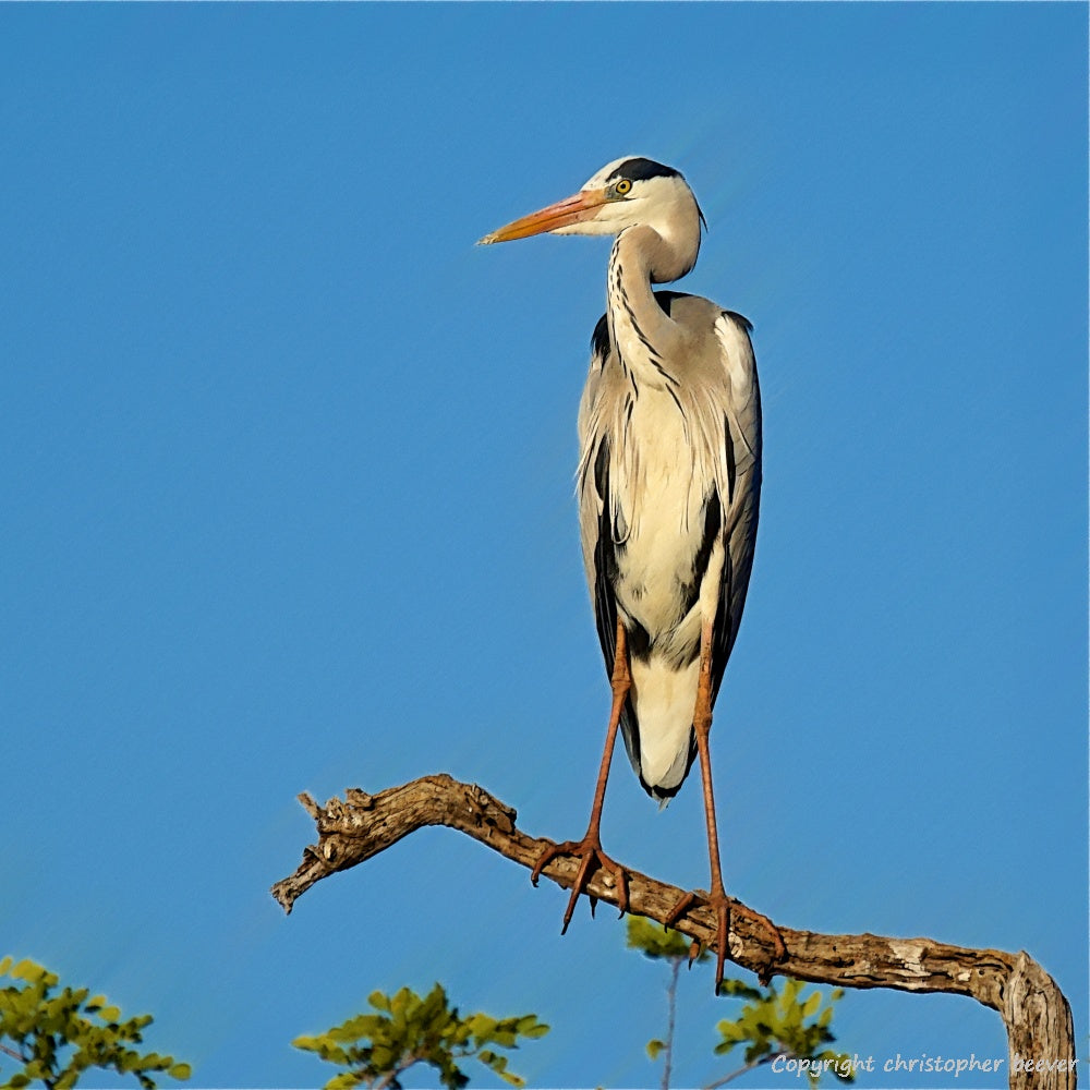Square UK British Wildlife Art & Photography by Christopher Beever 32