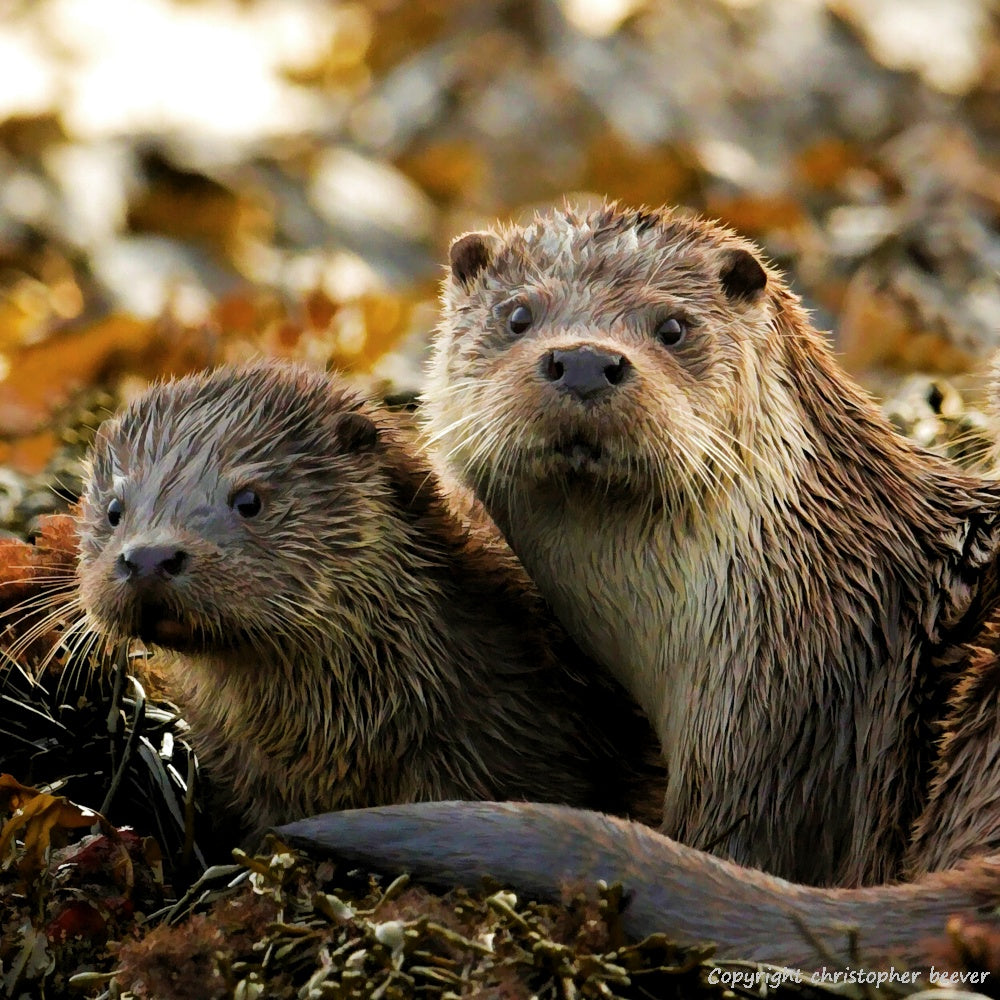 Square UK British Wildlife Art & Photography by Christopher Beever 33