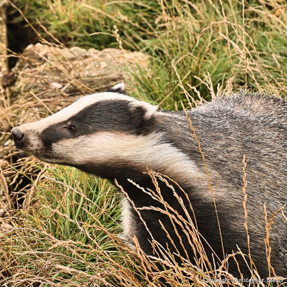 Square UK British Wildlife Art & Photography by Christopher Beever 34