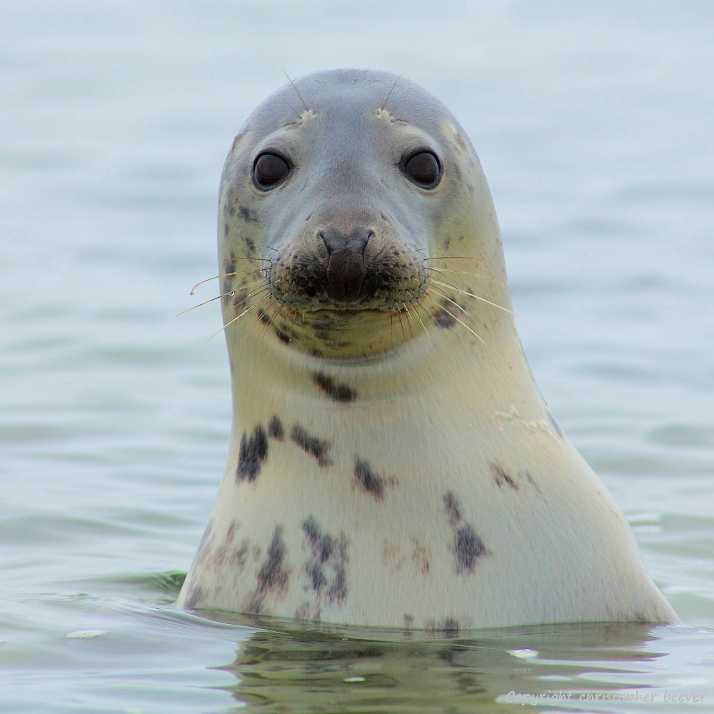 Square UK British Wildlife Art & Photography by Christopher Beever 35