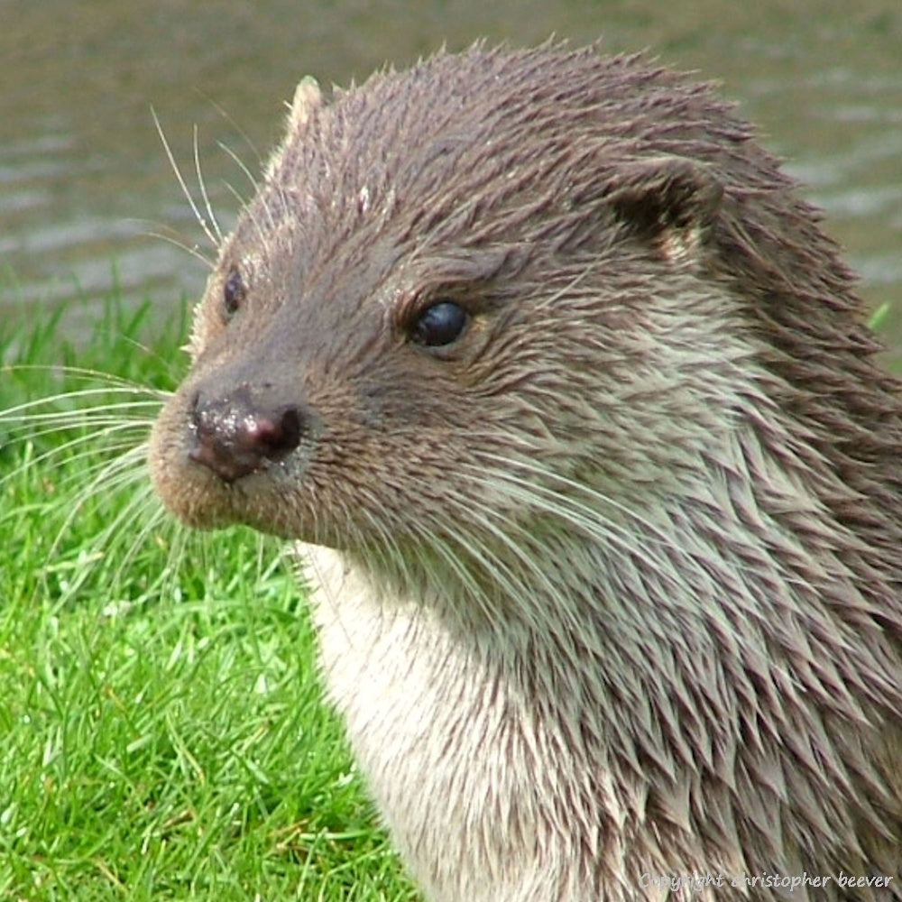 Square UK British Wildlife Art & Photography by Christopher Beever 37