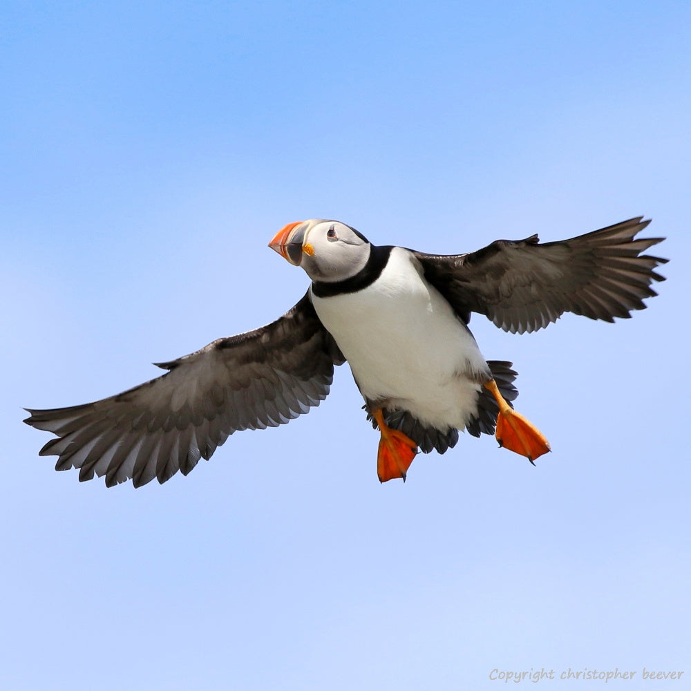 Square UK British Wildlife Art & Photography by Christopher Beever 38