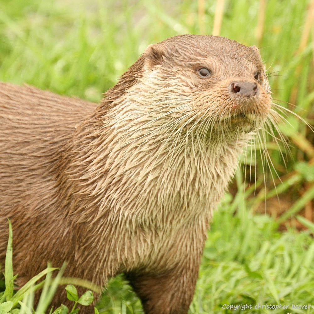 Square UK British Wildlife Art & Photography by Christopher Beever 39