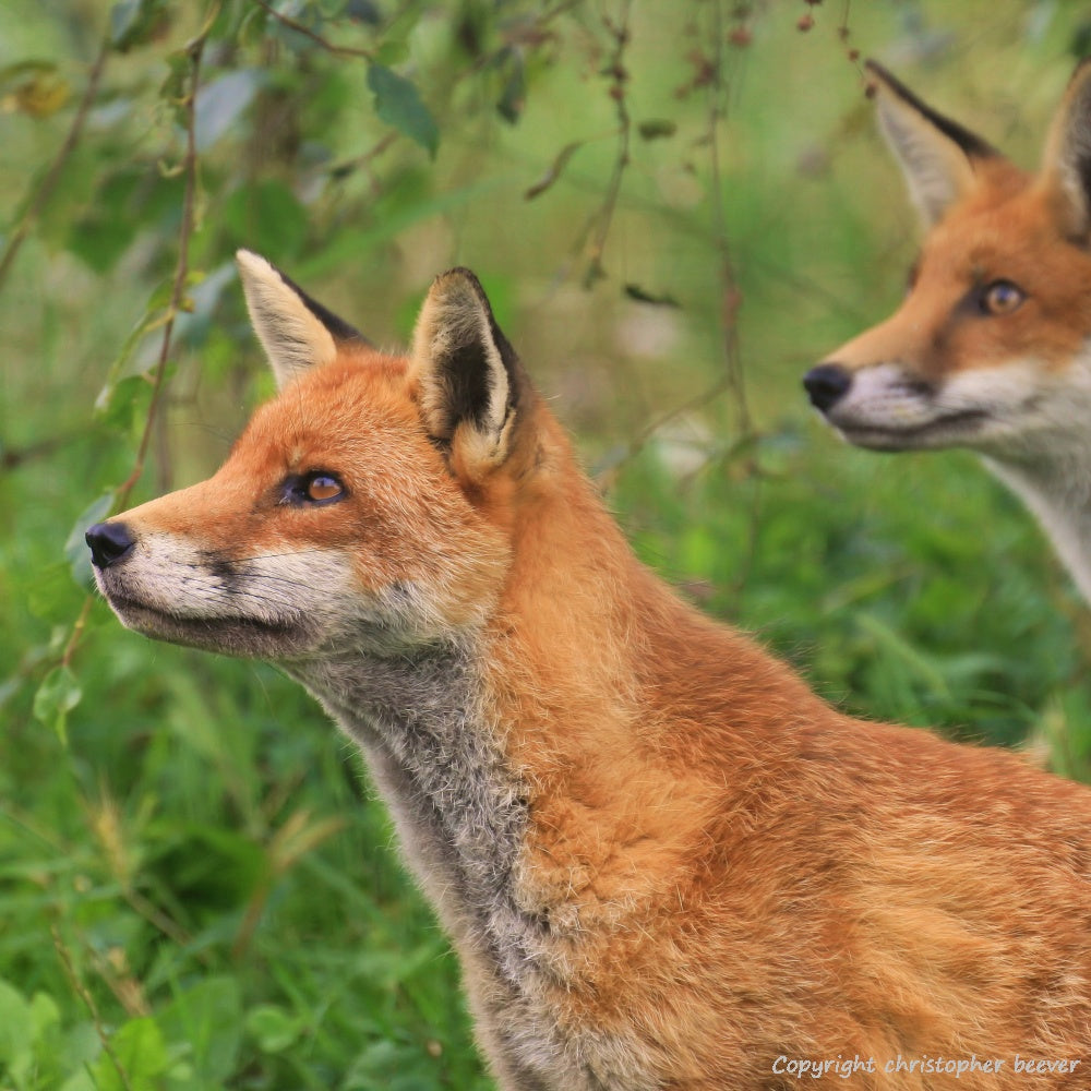 Square UK British Wildlife Art & Photography by Christopher Beever 4
