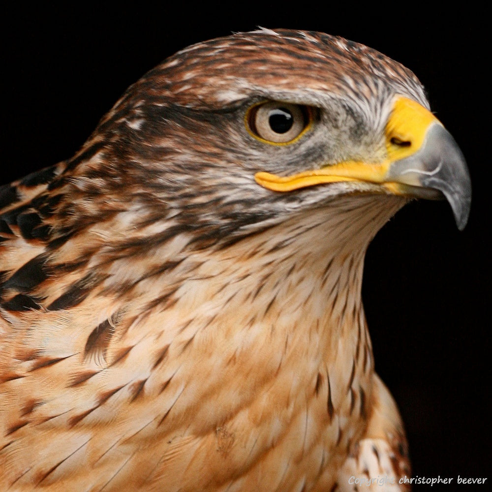 Square UK British Wildlife Art & Photography by Christopher Beever 40