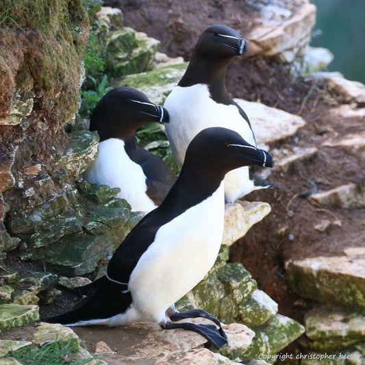 Razorbills British Wildlife Art & Photography by UK Artist & Photographer Christopher Beever Available as a small to XXL, Square, wildlife Canvas Print, Wildlife Framed Print, Wildlife print Cushion, Wildlife print Poster, Wildlife print sofa throw, wildlife print blanket, wildlife print Wall Art, wildlife print Blanket.