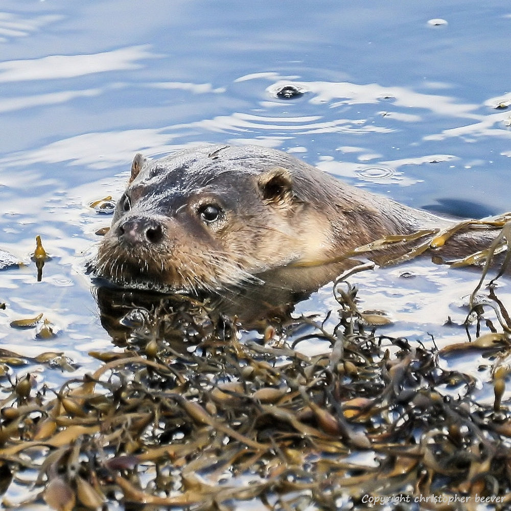 Square UK British Wildlife Art & Photography by Christopher Beever 5