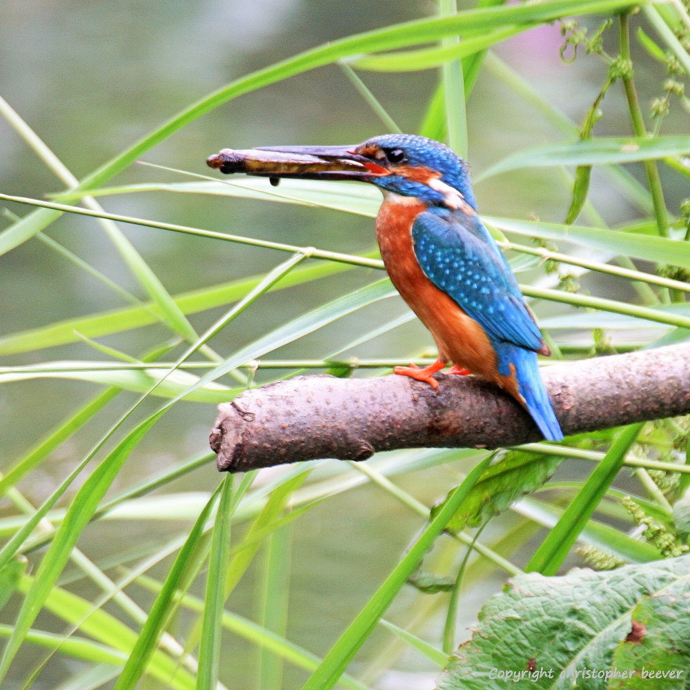 Square UK British Wildlife Art & Photography by Christopher Beever 6