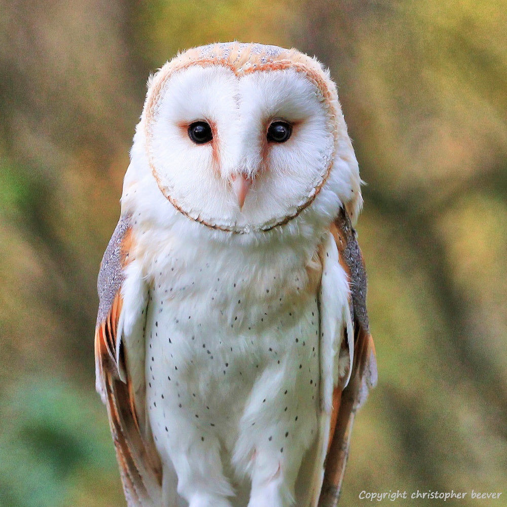 Square UK British Wildlife Art & Photography by Christopher Beever 7