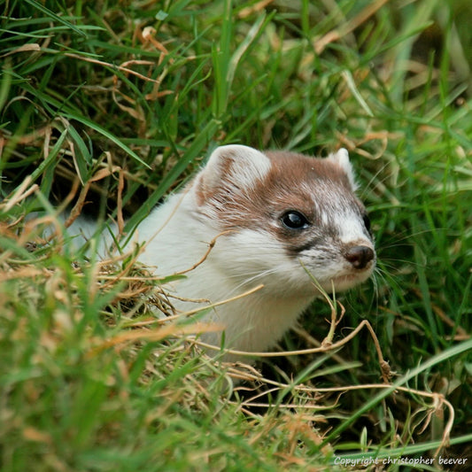 Weasel British Wildlife Art & Photography by Wigan UK Artist and Photographer Christopher Beever Available as a small to XXL, Square, wildlife Canvas Print, Wildlife Framed Print, Wildlife print Cushion, Wildlife print Poster, Wildlife print sofa throw, wildlife print blanket, wildlife print Wall Art, wildlife print Blanket.
