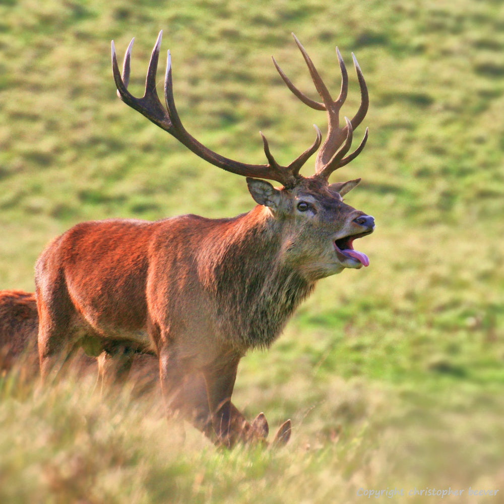 Square UK British Wildlife Art & Photography by Christopher Beever 8