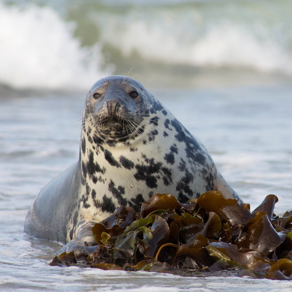 Square UK British Wildlife Art & Photography by Christopher Beever 9