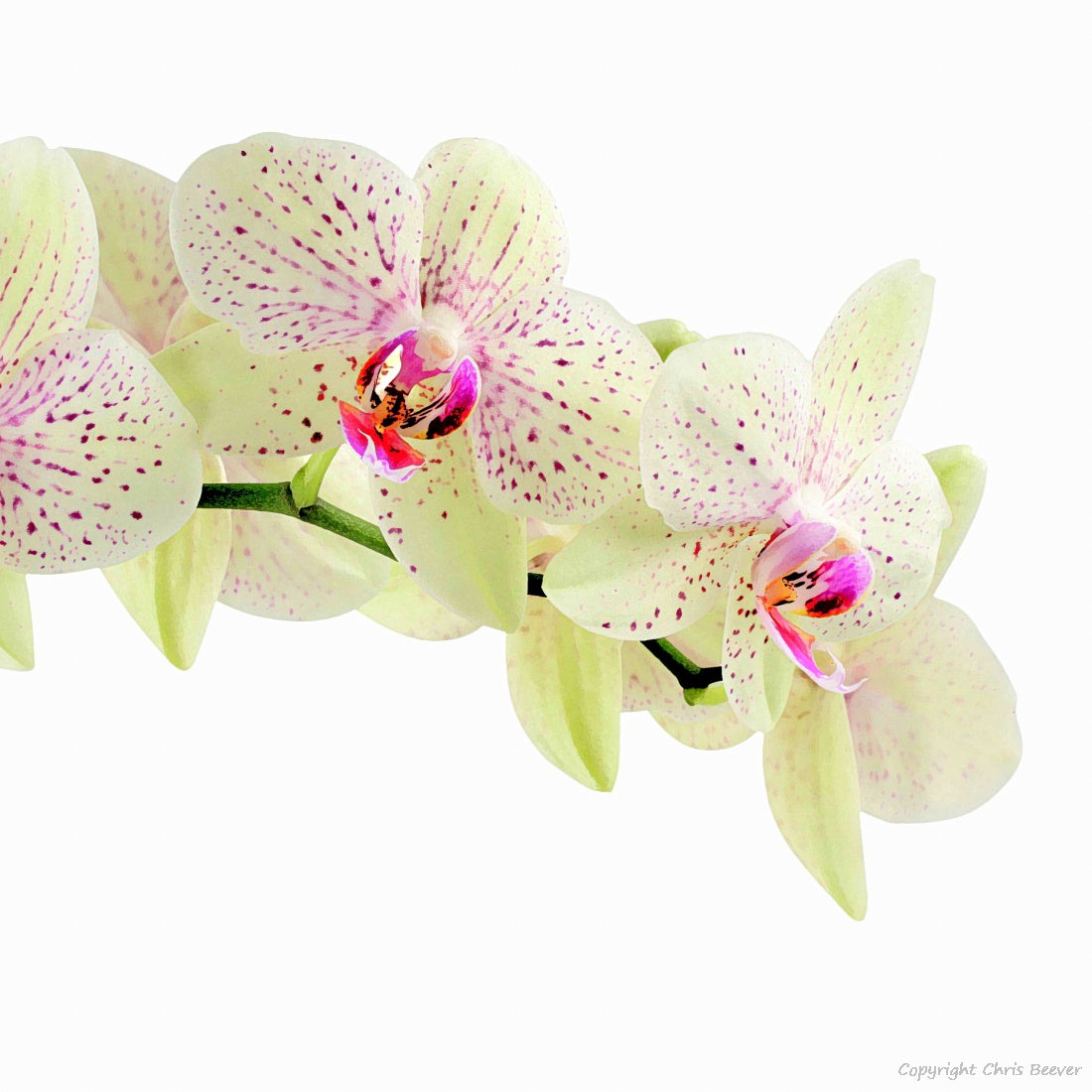 Square Flower Art & Photography by UK Artist Christopher Beever 10