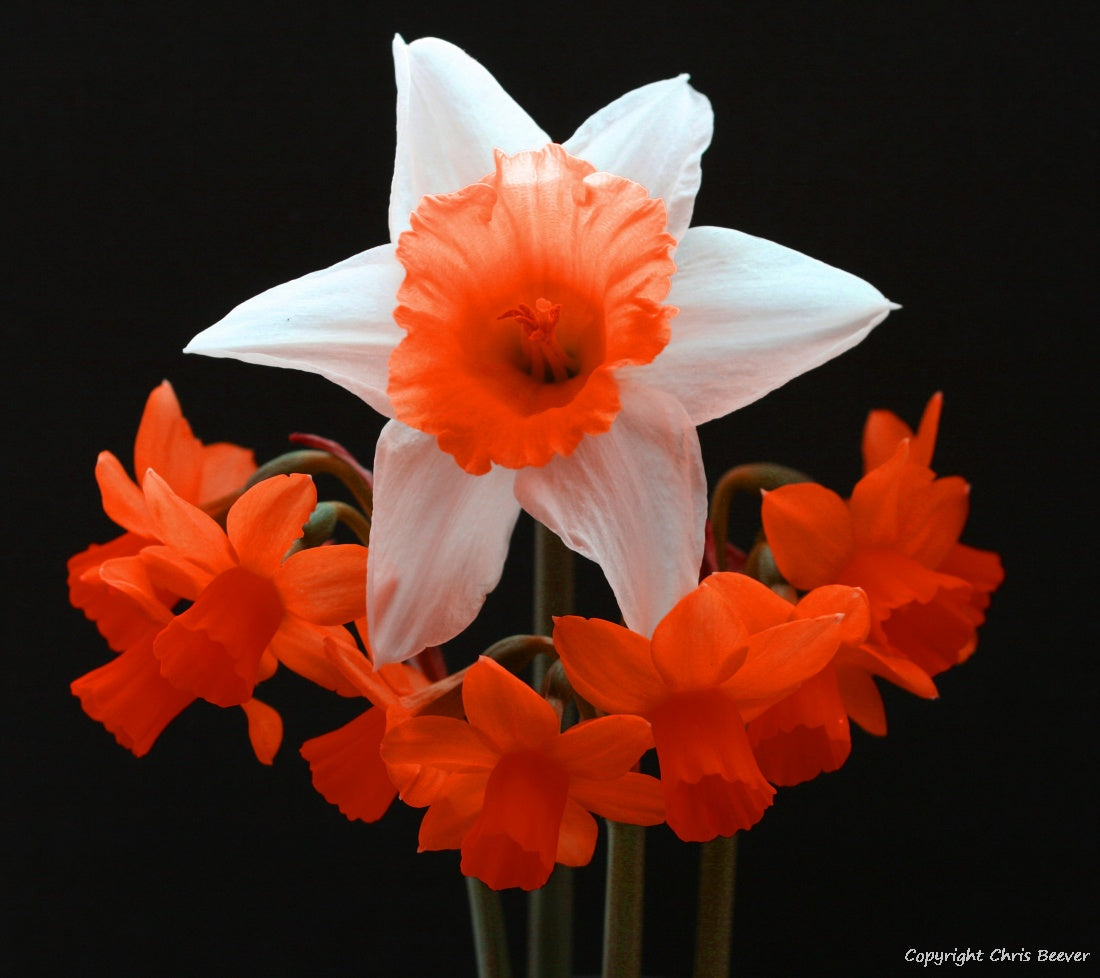 Square Flower Art & Photography by UK Artist Christopher Beever 13