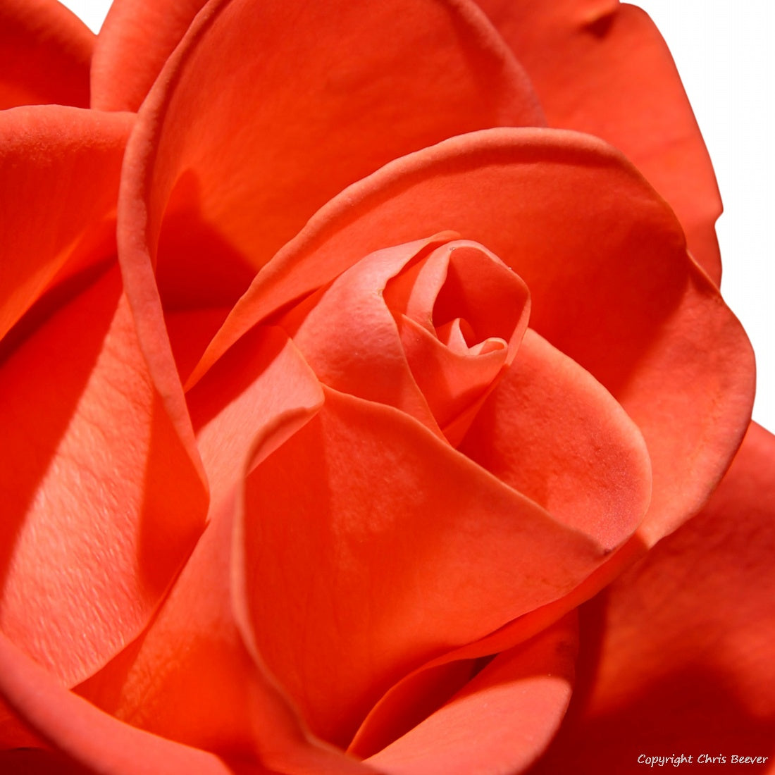 Square Flower Art & Photography by UK Artist Christopher Beever 14