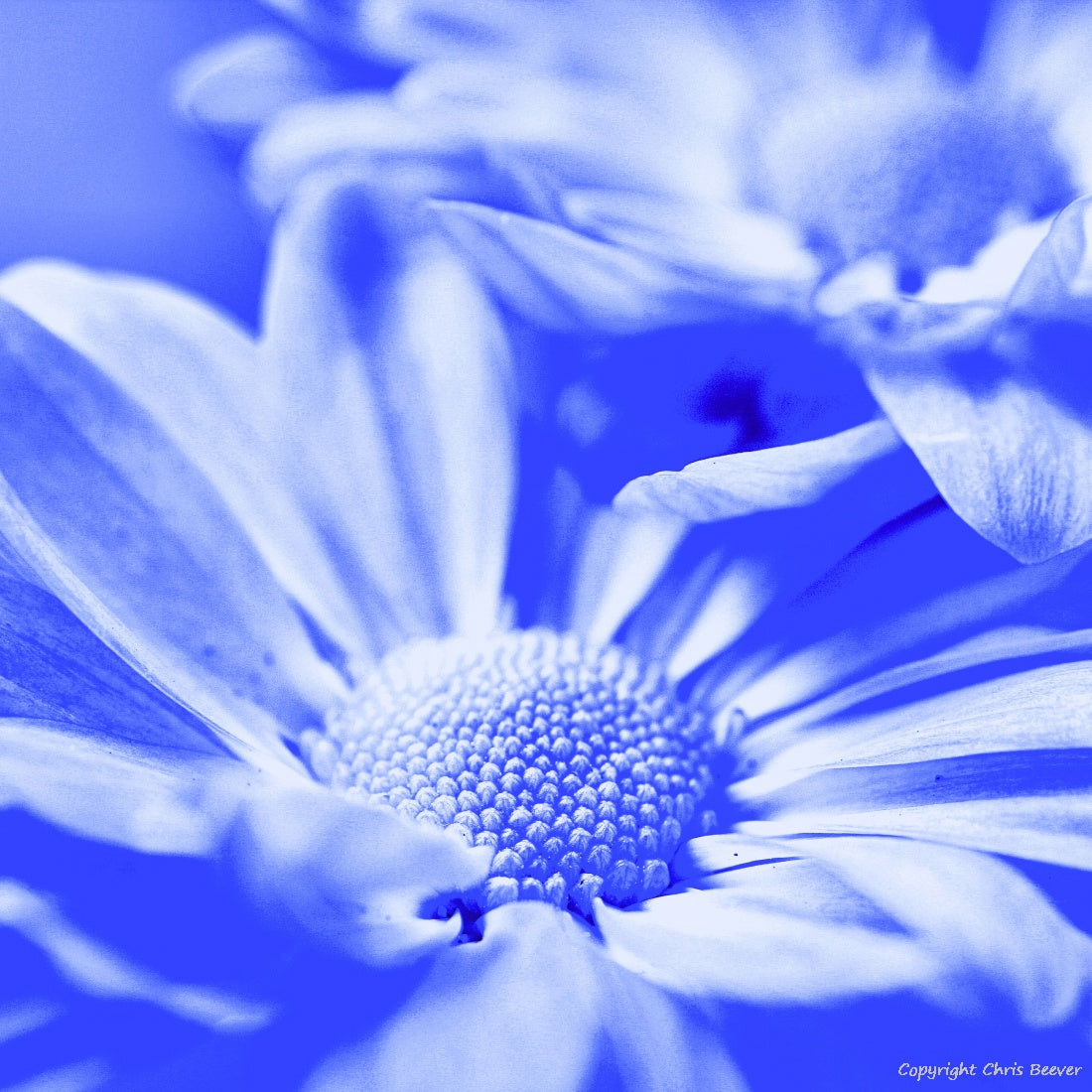 Square Flower Art & Photography by UK Artist Christopher Beever 15