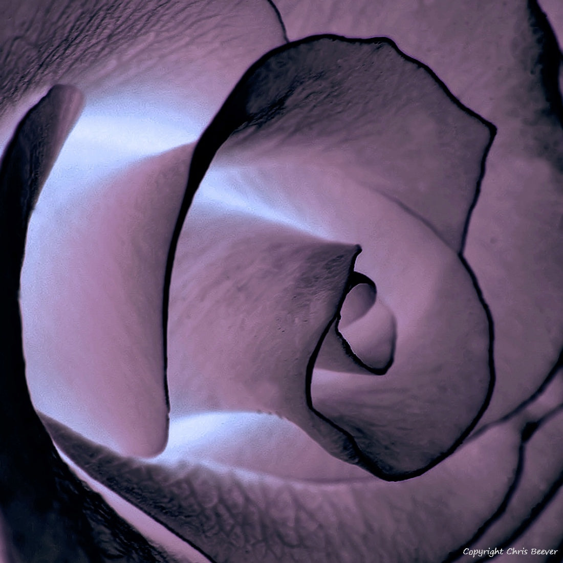 Square Flower Art & Photography by UK Artist Christopher Beever 16