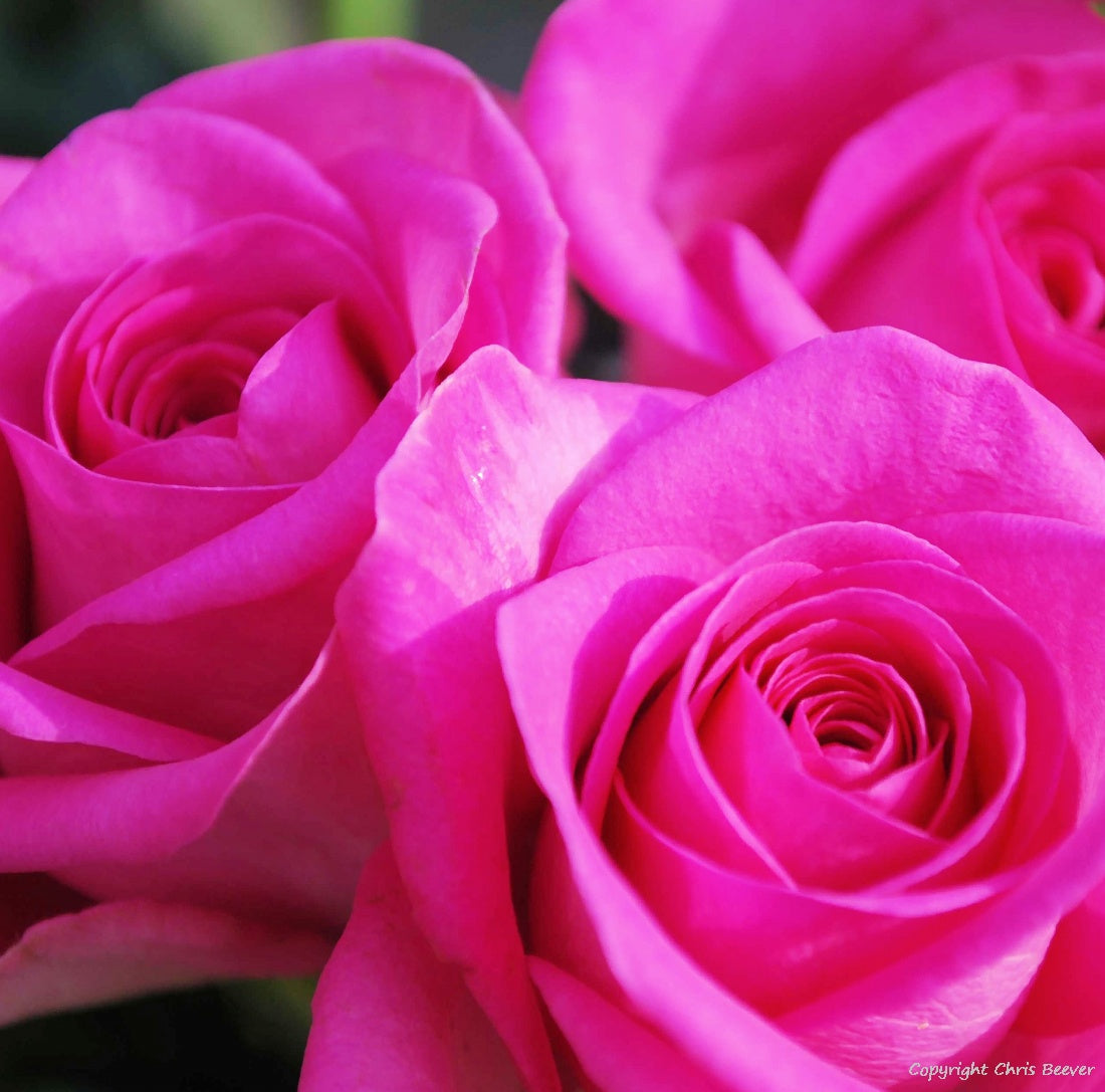 Square Flower Art & Photography by UK Artist Christopher Beever 19