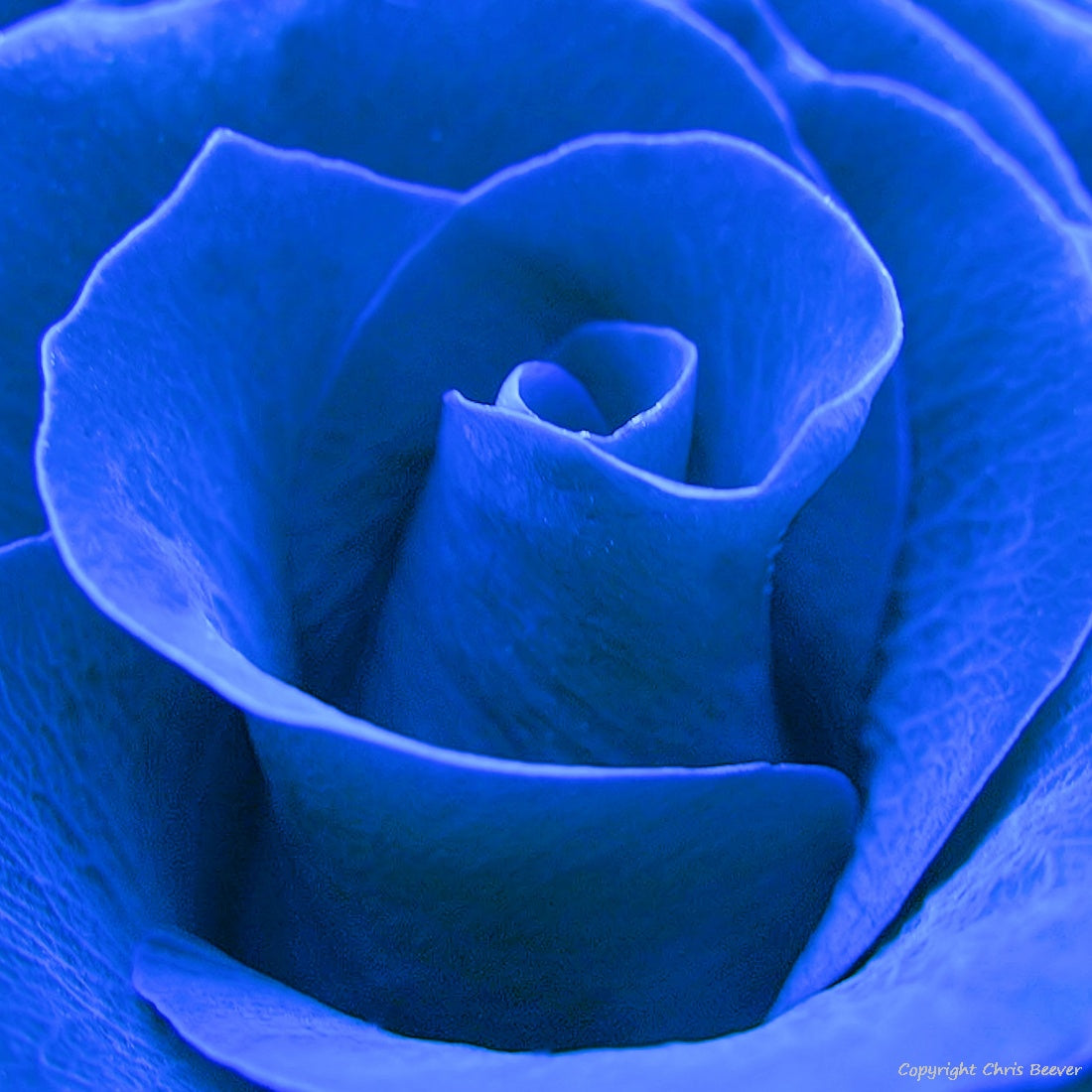 Square Flower Art & Photography by UK Artist Christopher Beever 2