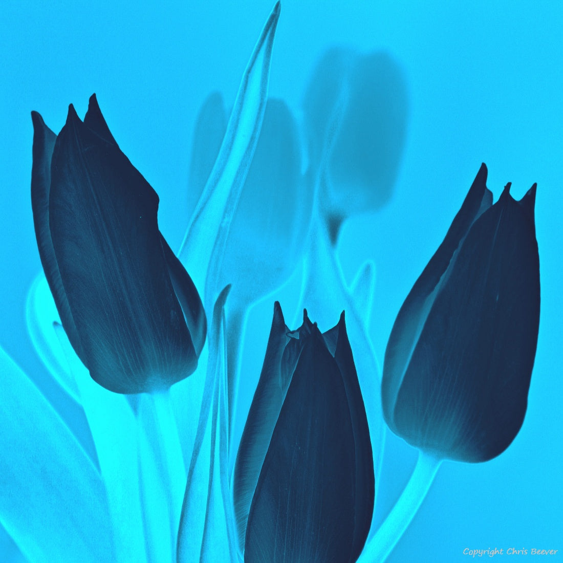 Square Flower Art & Photography by UK Artist Christopher Beever 20