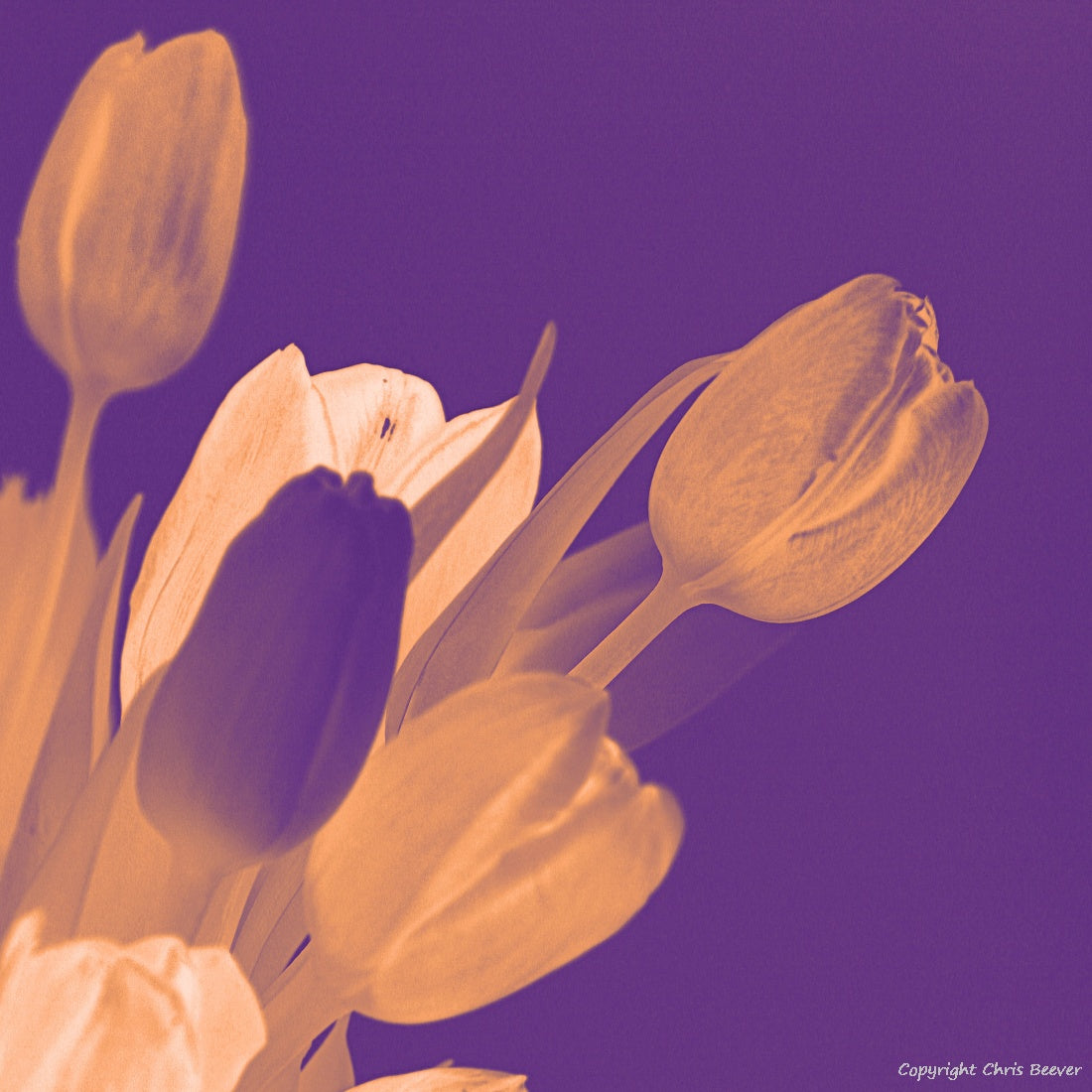 Square Flower Art & Photography by UK Artist Christopher Beever 21