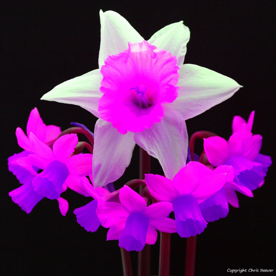 Square Flower Art & Photography by UK Artist Christopher Beever 22