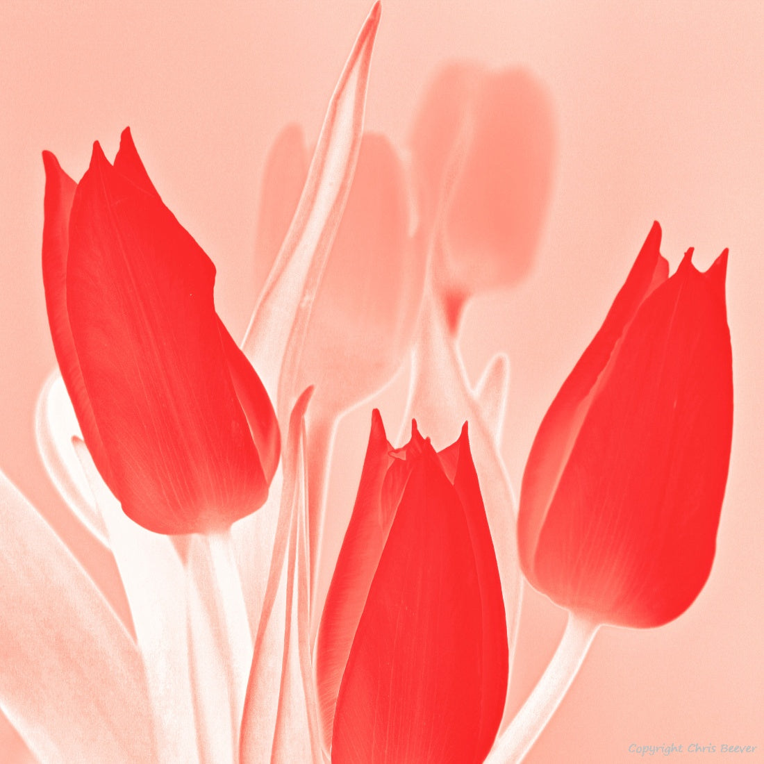 Square Flower Art & Photography by UK Artist Christopher Beever 23