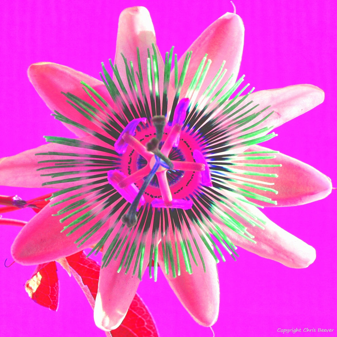 Square Flower Art & Photography by UK Artist Christopher Beever 25