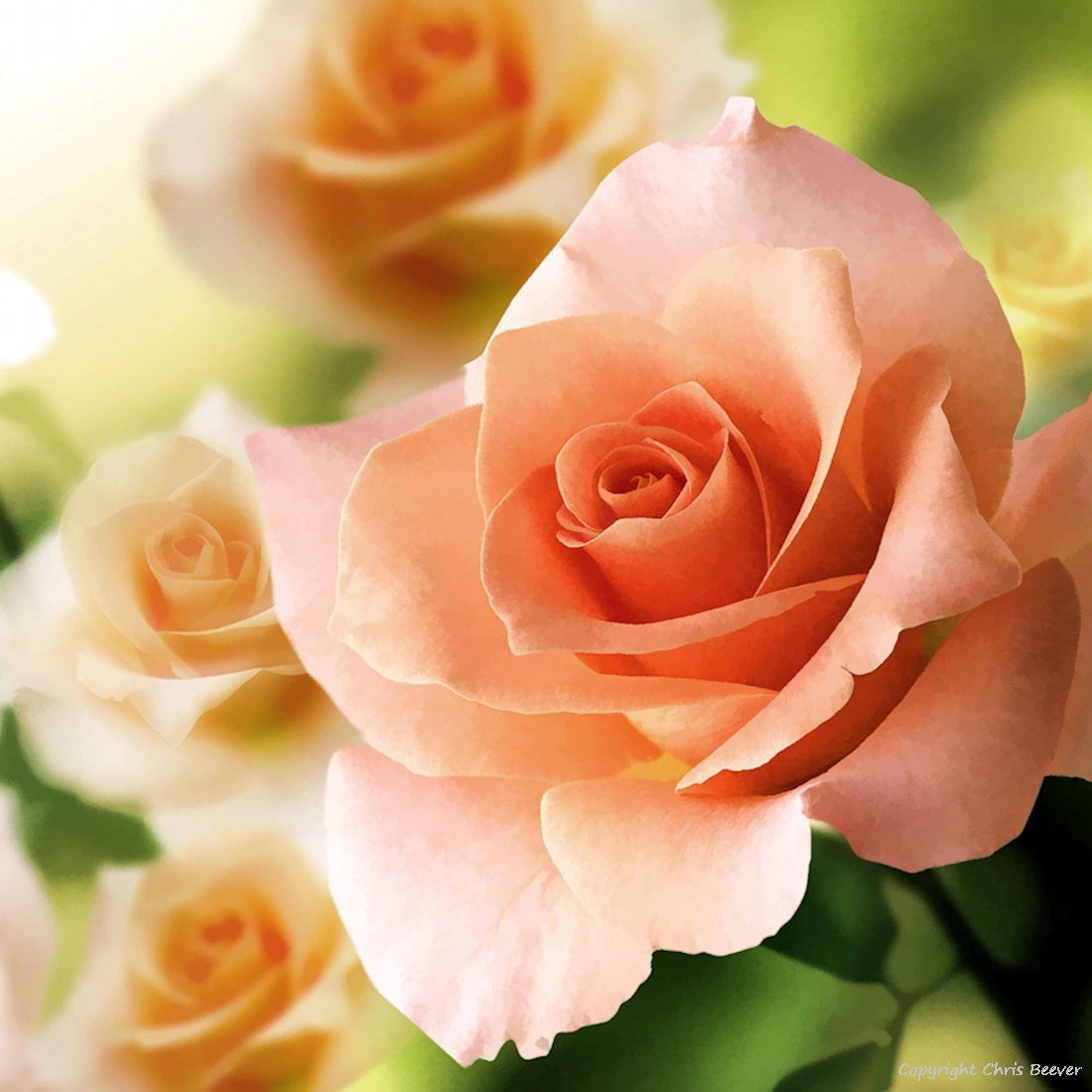 Square Flower Art & Photography by UK Artist Christopher Beever 26