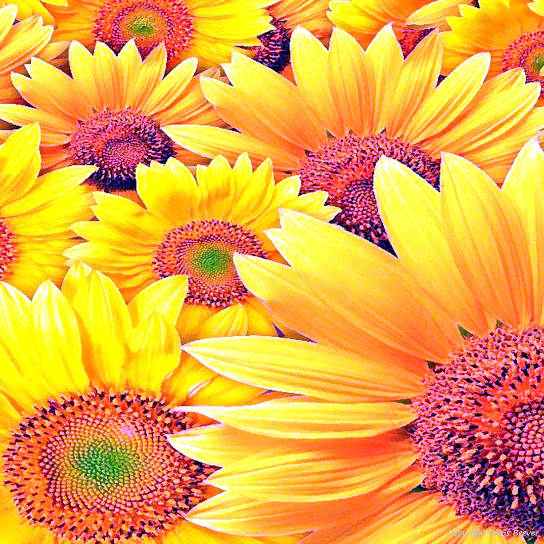 Square Flower Art & Photography by UK Artist Christopher Beever 27