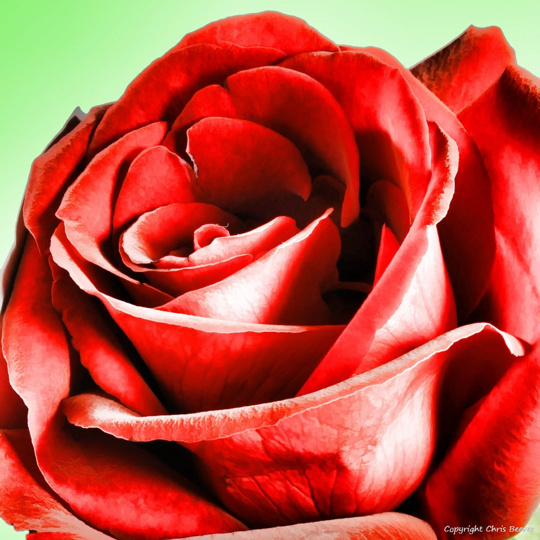 Square Flower Art & Photography by UK Artist Christopher Beever 28