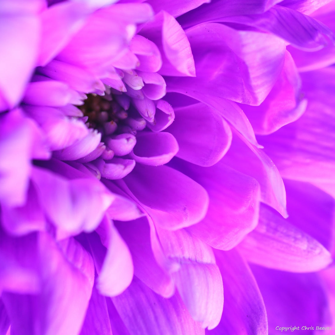 Square Flower Art & Photography by UK Artist Christopher Beever 3