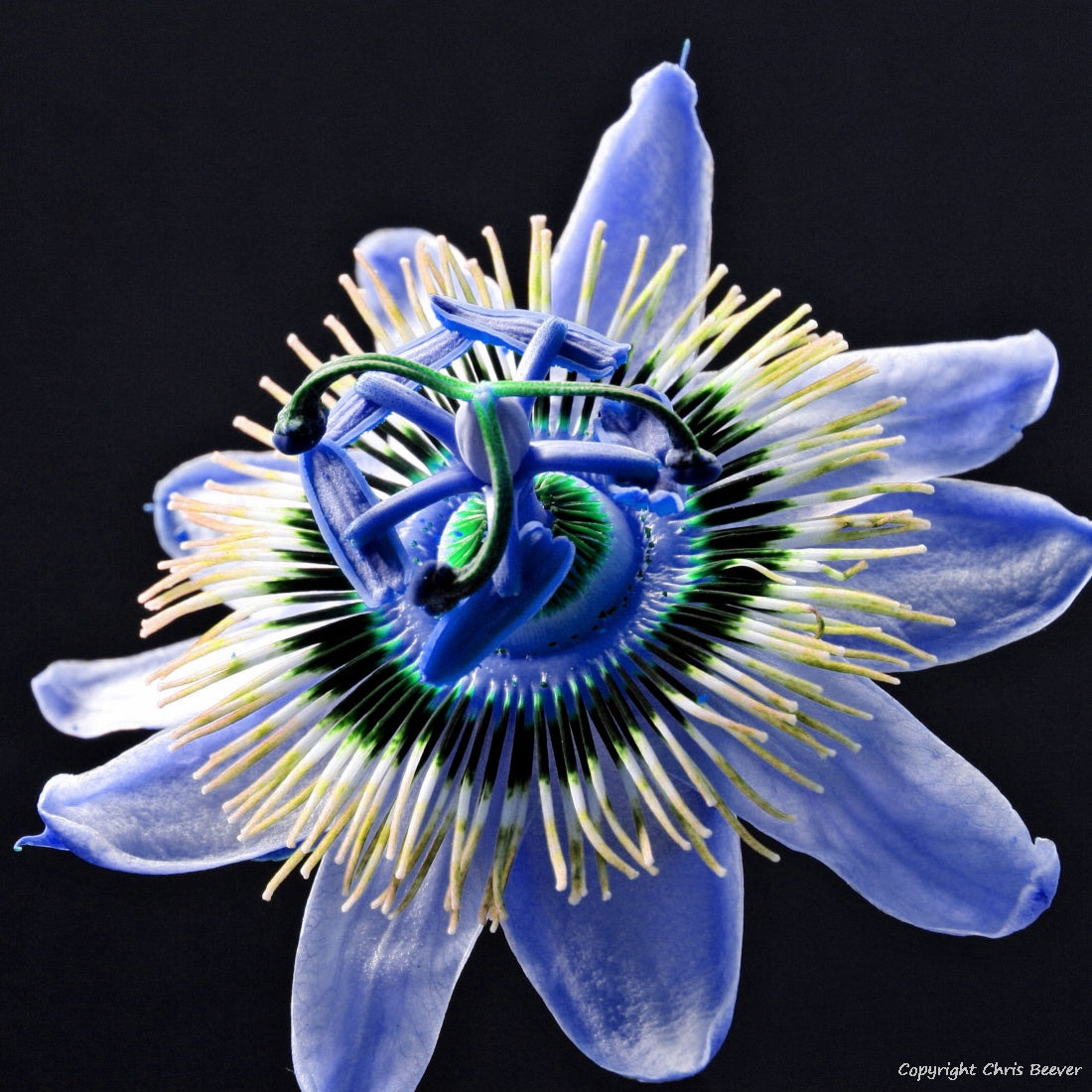 Square Flower Art & Photography by UK Artist Christopher Beever 30