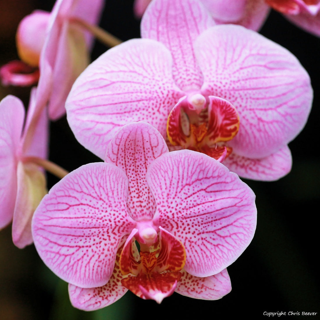 Square Flower Art & Photography by UK Artist Christopher Beever 4