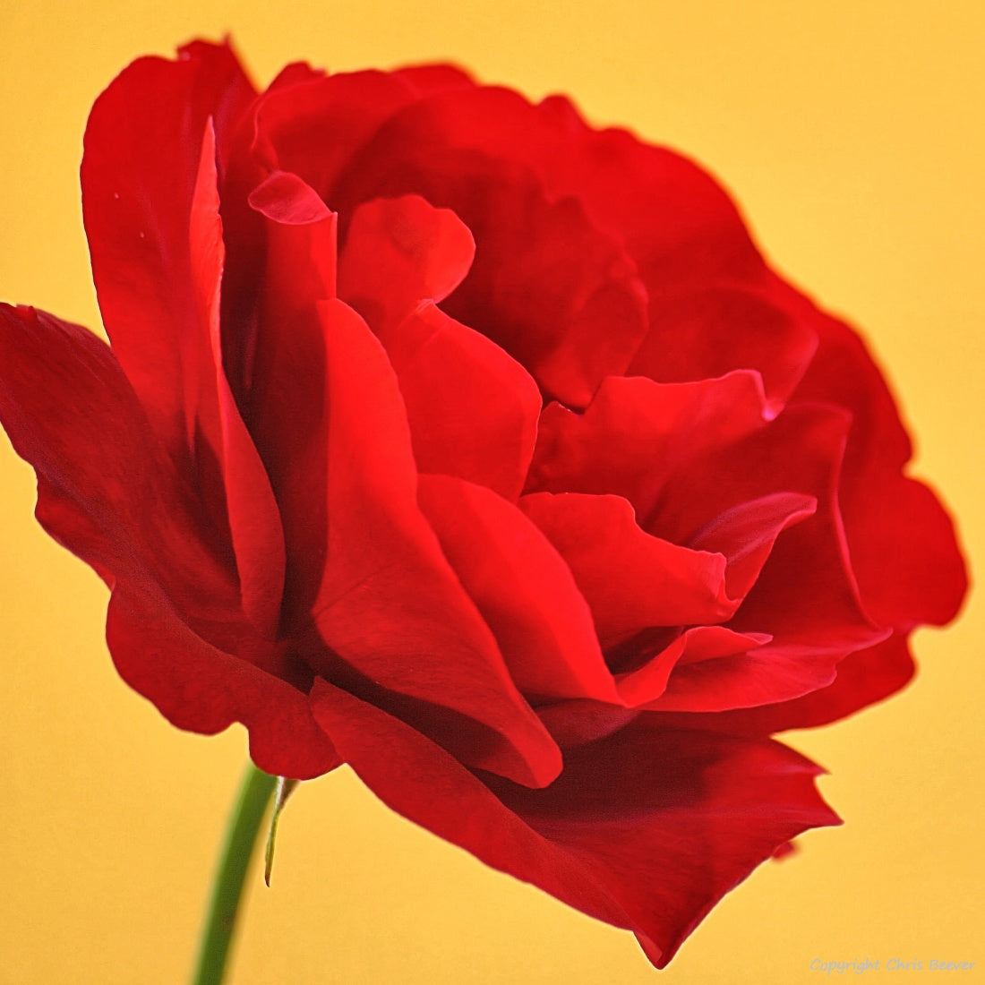 Square Flower Art & Photography by UK Artist Christopher Beever 5