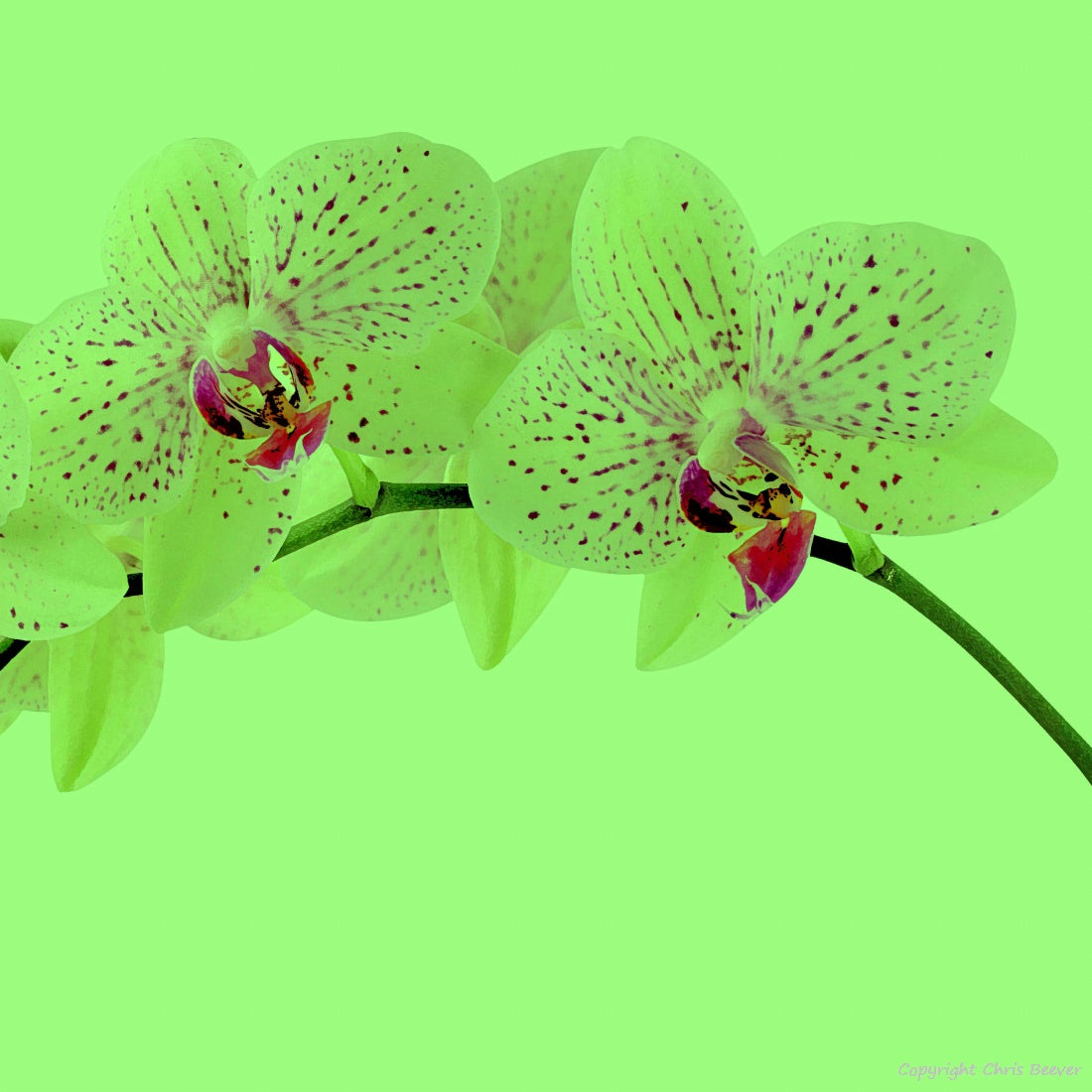 Square Flower Art & Photography by UK Artist Christopher Beever 6