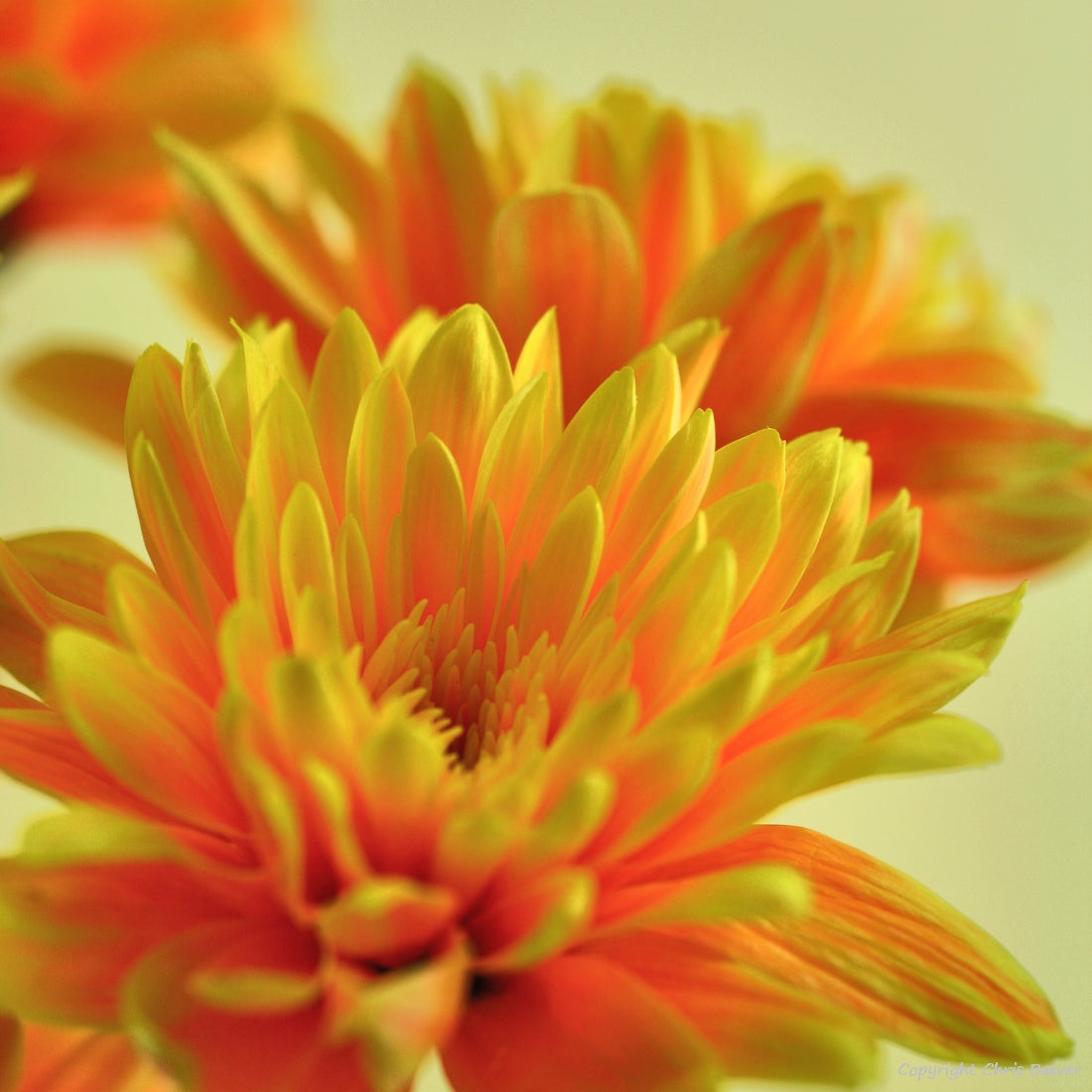 Square Flower Art & Photography by UK Artist Christopher Beever 7