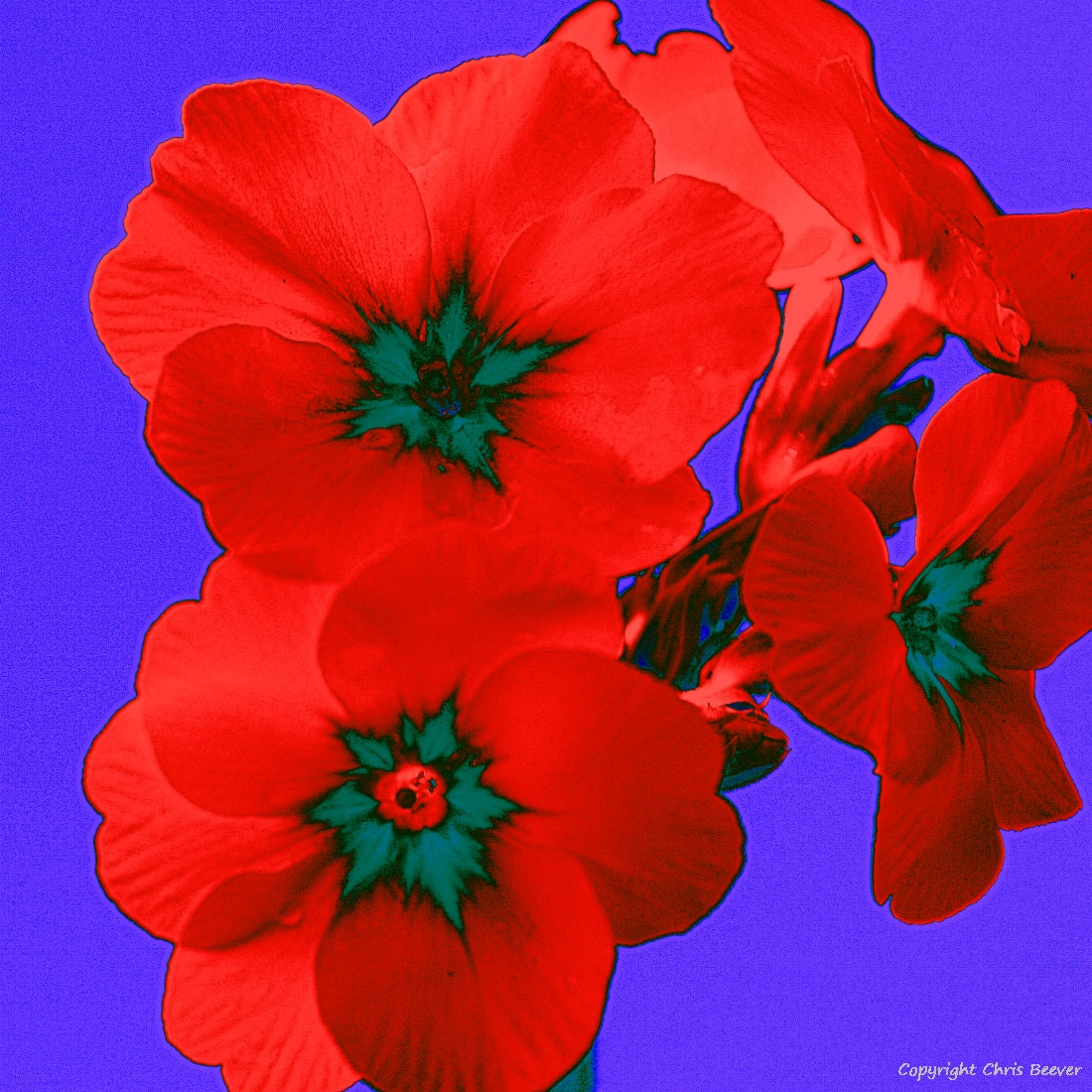 Square Flower Art & Photography by UK Artist Christopher Beever 8