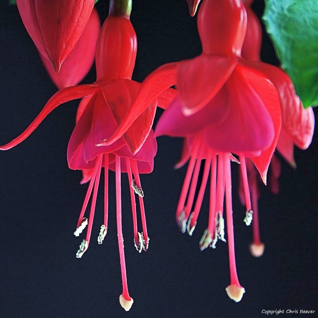 Square Flower Art & Photography by UK Artist Christopher Beever 9