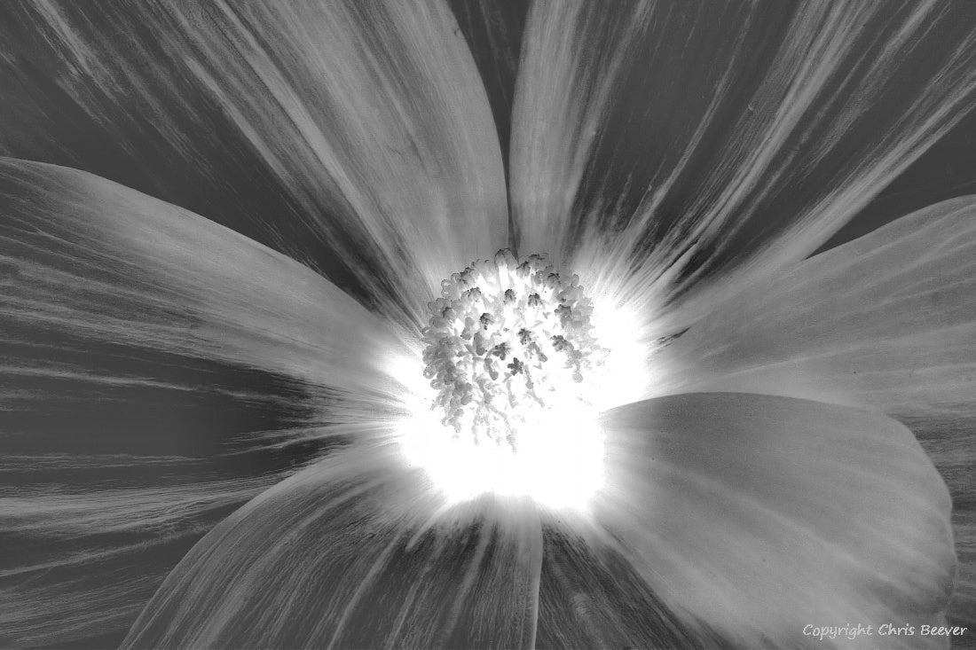 Black & White Flower Art & Photography by UK Artist Chris Beever 44