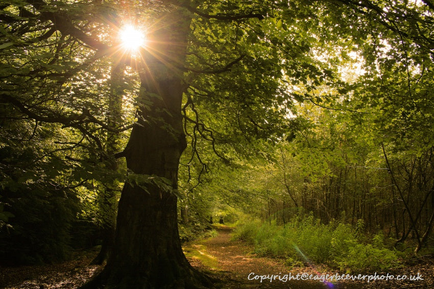 Forest Woodland Field Art & Photography by Artist Chris Beever 15