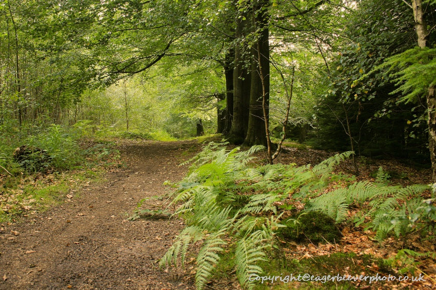 Forest Woodland Field Art & Photography by Artist Chris Beever 16