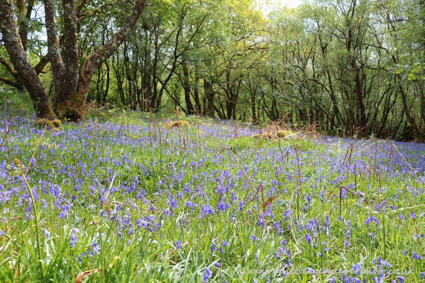 Forest Woodland Field Art & Photography by Artist Chris Beever 19