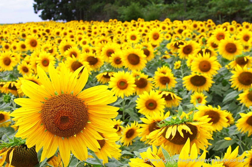 Forest Woodland Field Art & Photography by Artist Chris Beever 2