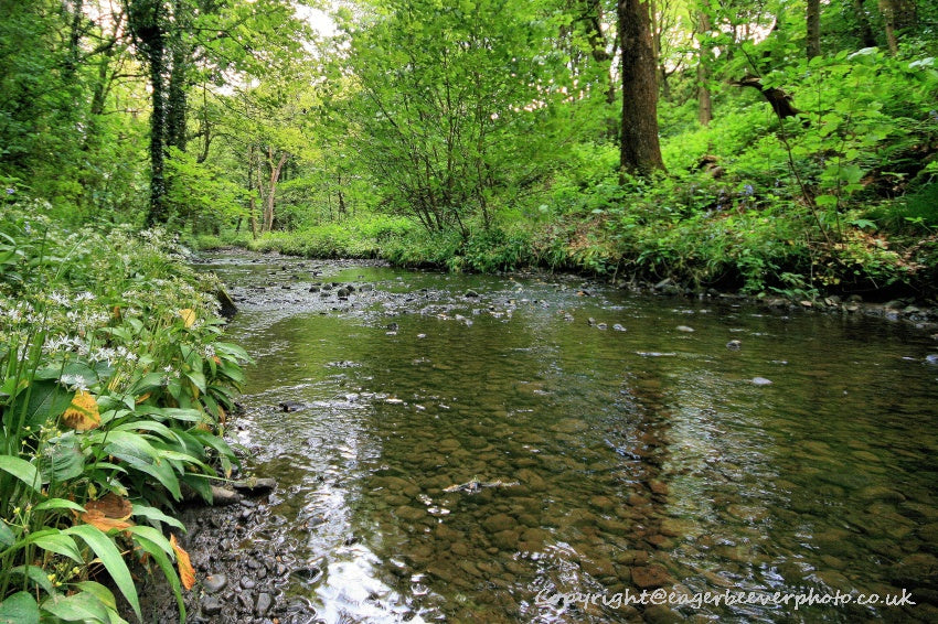 Forest Woodland Field Art & Photography by Artist Chris Beever 22