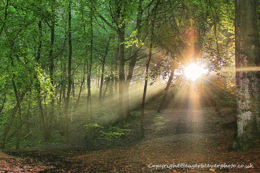 Forest Woodland Field Art & Photography by Artist Chris Beever 24