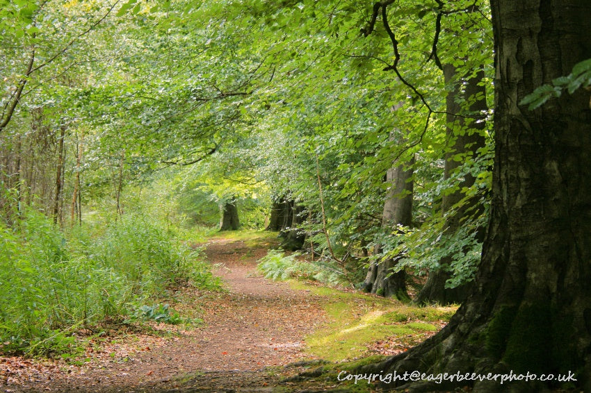 Forest Woodland Field Art & Photography by Artist Chris Beever 25