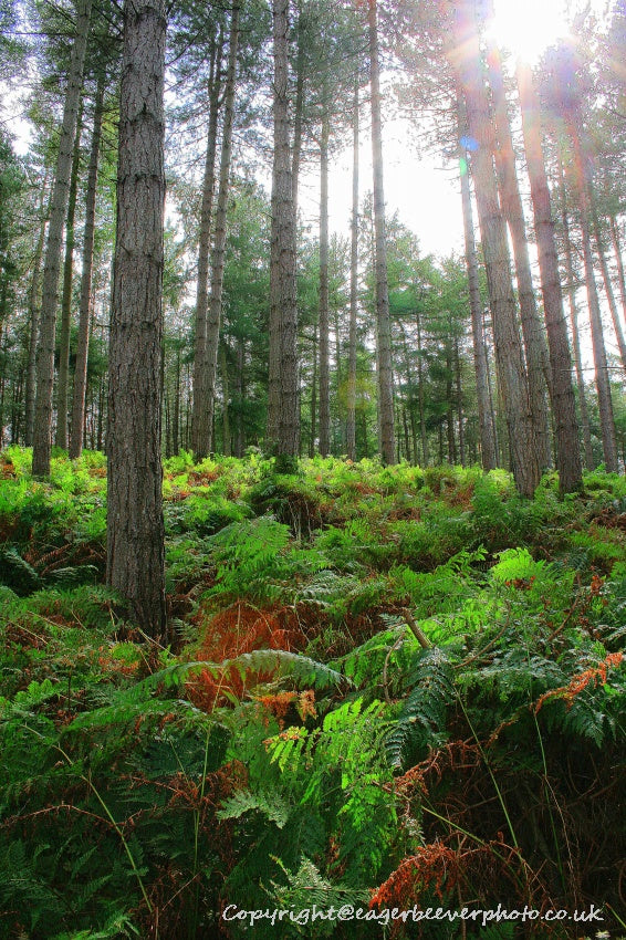 Forest Woodland Field Art & Photography by Artist Chris Beever 3