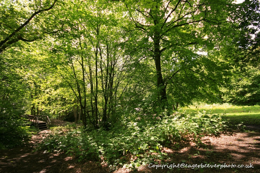 Forest Woodland Field Art & Photography by Artist Chris Beever 30